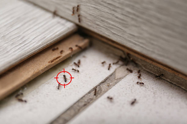Best Flea Control Services  in Sylvania, AL