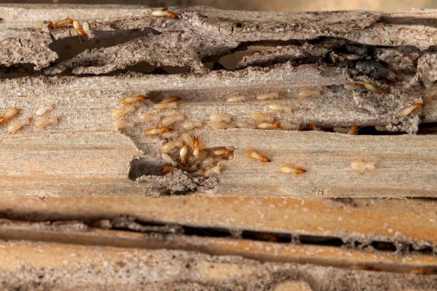 Flea Control Services in Sylvania, AL